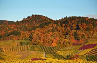 Autumn in the vineyards.jpg